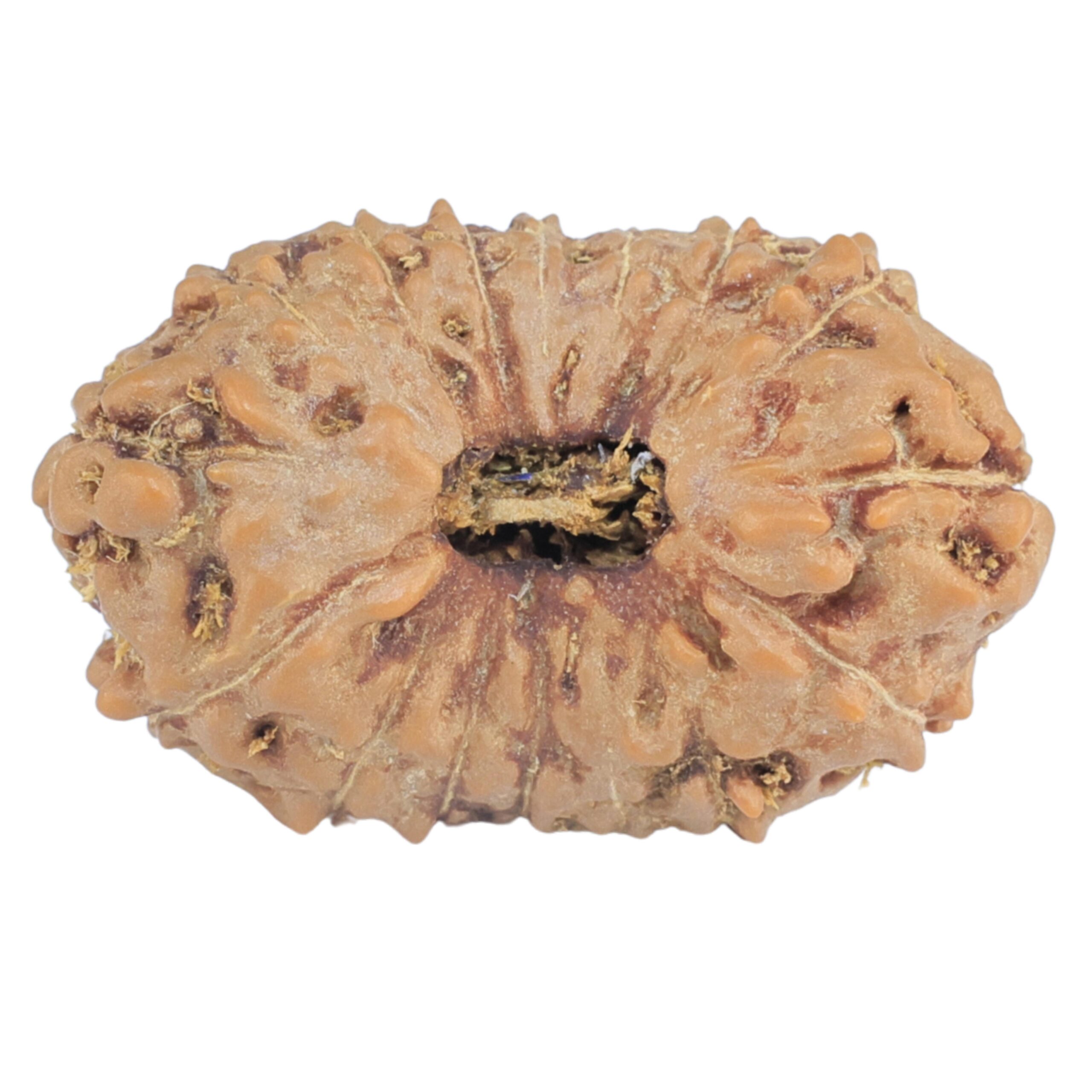 16 Mukhi Rudraksha 22.4mm 2.07gm - Rudraksha