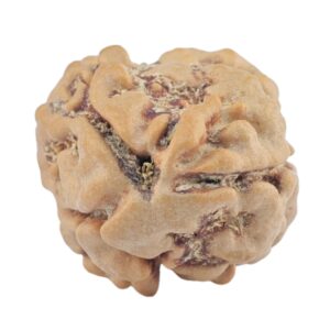 2 Mukhi Rudraksha 21.9mm 1.9gm - Rudraksha
