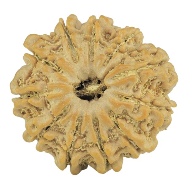 11 Mukhi Rudraksha 24mm 4.33gm - Rudraksha