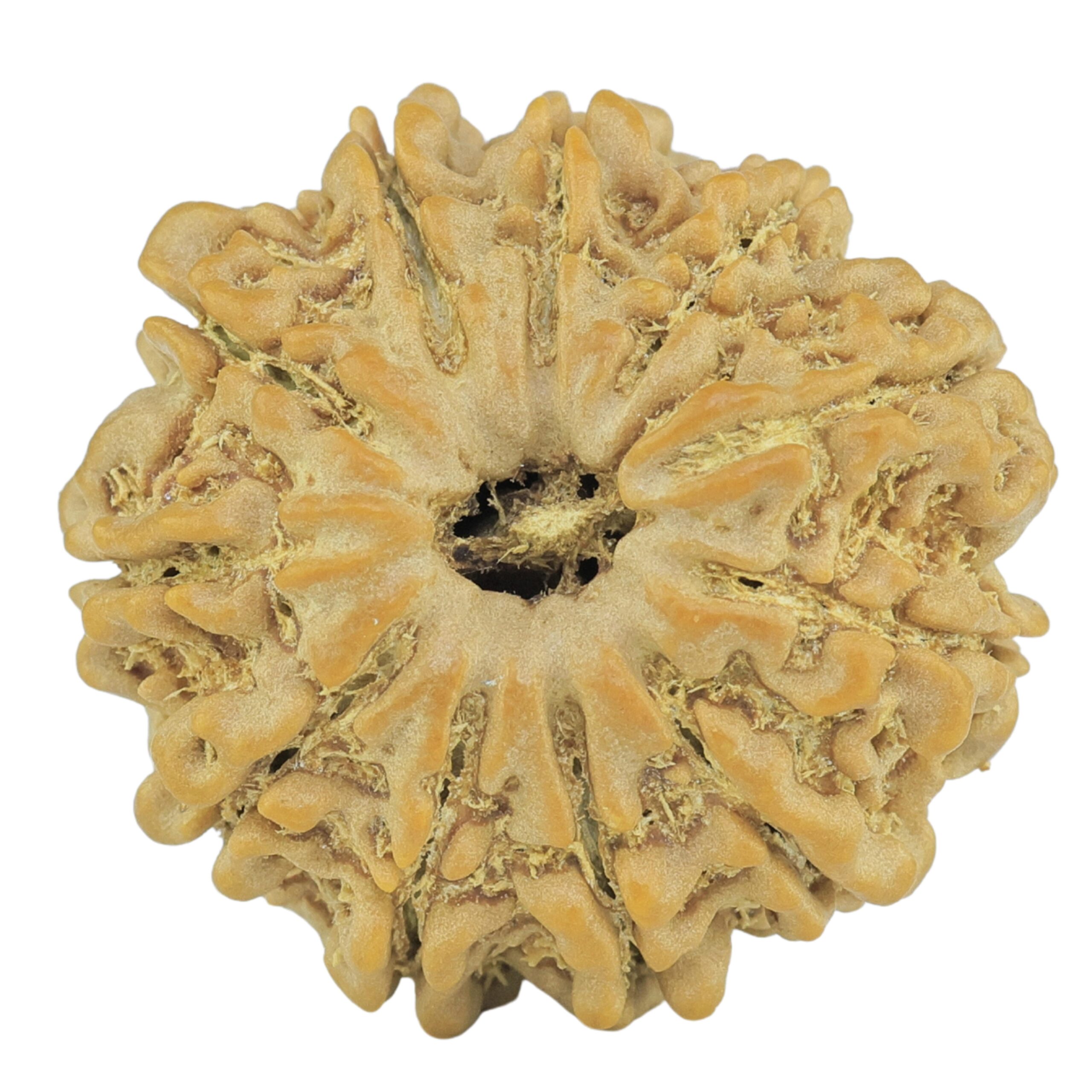 11 Mukhi Rudraksha 24mm 4.33gm - Rudraksha