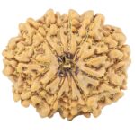 11 Mukhi Rudraksha 30.6mm 7.39gm - Rudraksha