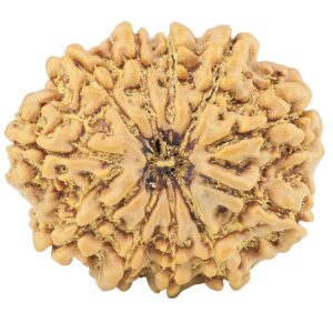 11 Mukhi Rudraksha 30.6mm 7.39gm - Rudraksha