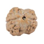 2 Mukhi Rudraksha 17.4mm 1.46gm - Rudraksha
