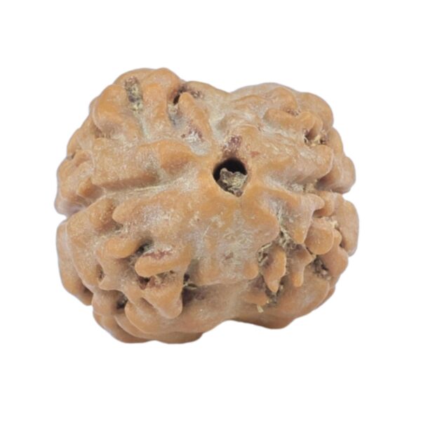 2 Mukhi Rudraksha 17.4mm 1.46gm - Rudraksha