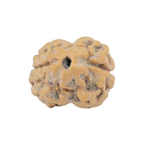 2 Mukhi Rudraksha 19.8mm 1.76gm - Rudraksha