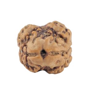 2 Mukhi Rudraksha 20mm 1.63gm - Rudraksha