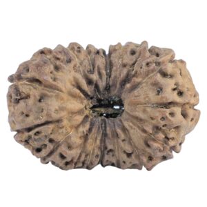 18 Mukhi Rudraksha 27mm 3.61gm - Rudraksha