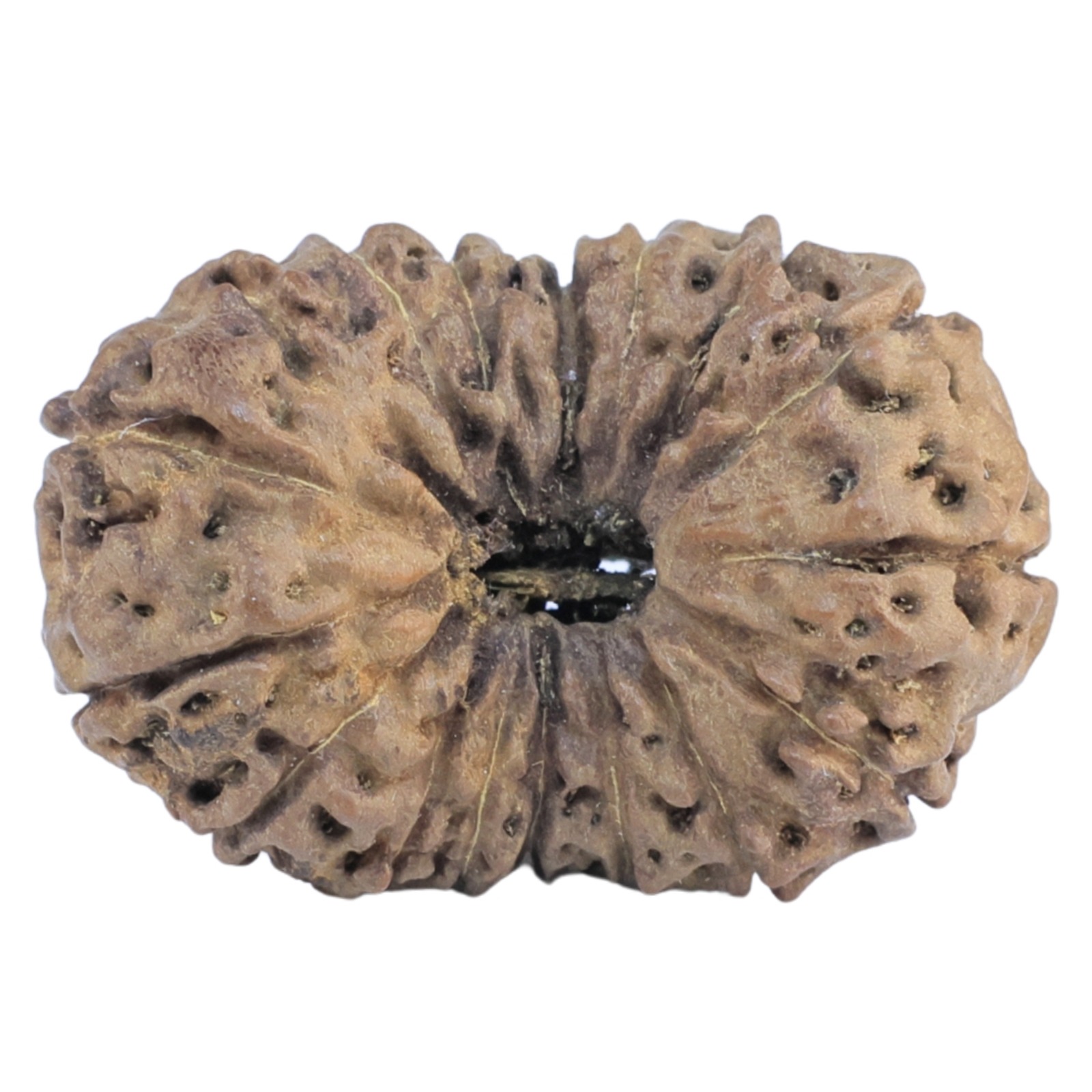 18 Mukhi Rudraksha 27mm 3.61gm - Rudraksha