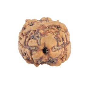 2 Mukhi Rudraksha 19.9mm 1.33gm - Rudraksha