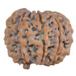 Sawar/Ganesh (8+1) 25.1mm 5gm - Rudraksha