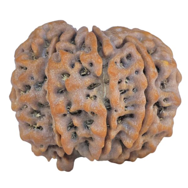 Sawar/Ganesh (8+1) 25.1mm 5gm - Rudraksha