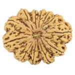 12 Mukhi Rudraksha 35mm 7.55gm - Rudraksha