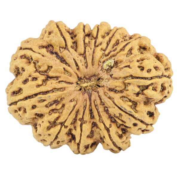 12 Mukhi Rudraksha 35mm 7.55gm - Rudraksha