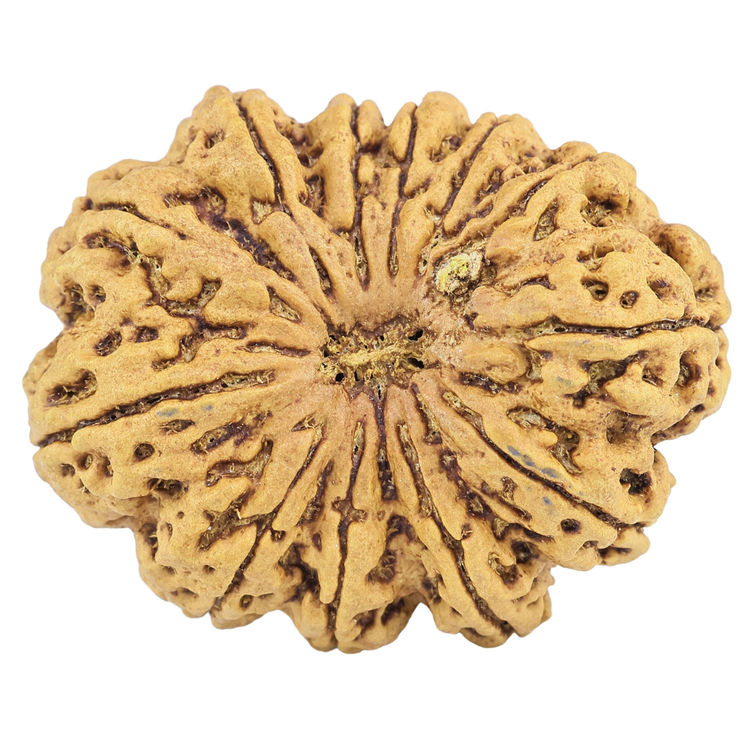12 Mukhi Rudraksha 35mm 7.55gm - Rudraksha