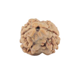 2 Mukhi Rudraksha 17.5mm 1.25gm - Rudraksha