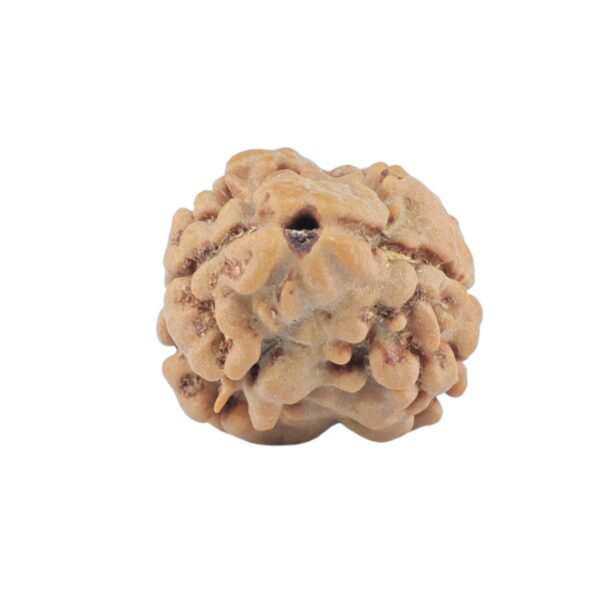 2 Mukhi Rudraksha 17.5mm 1.25gm - Rudraksha