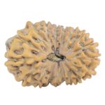 18 Mukhi Rudraksha 22.9mm 2.09gm - Rudraksha