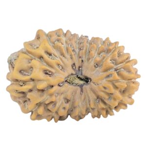 18 Mukhi Rudraksha 22.9mm 2.09gm - Rudraksha