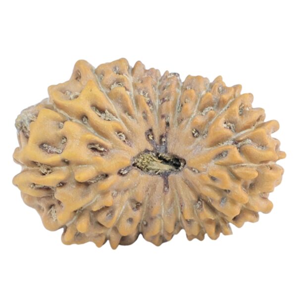 18 Mukhi Rudraksha 22.9mm 2.09gm - Rudraksha