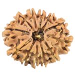 12 Mukhi Rudraksha 26.3mm 3.76gm - Rudraksha