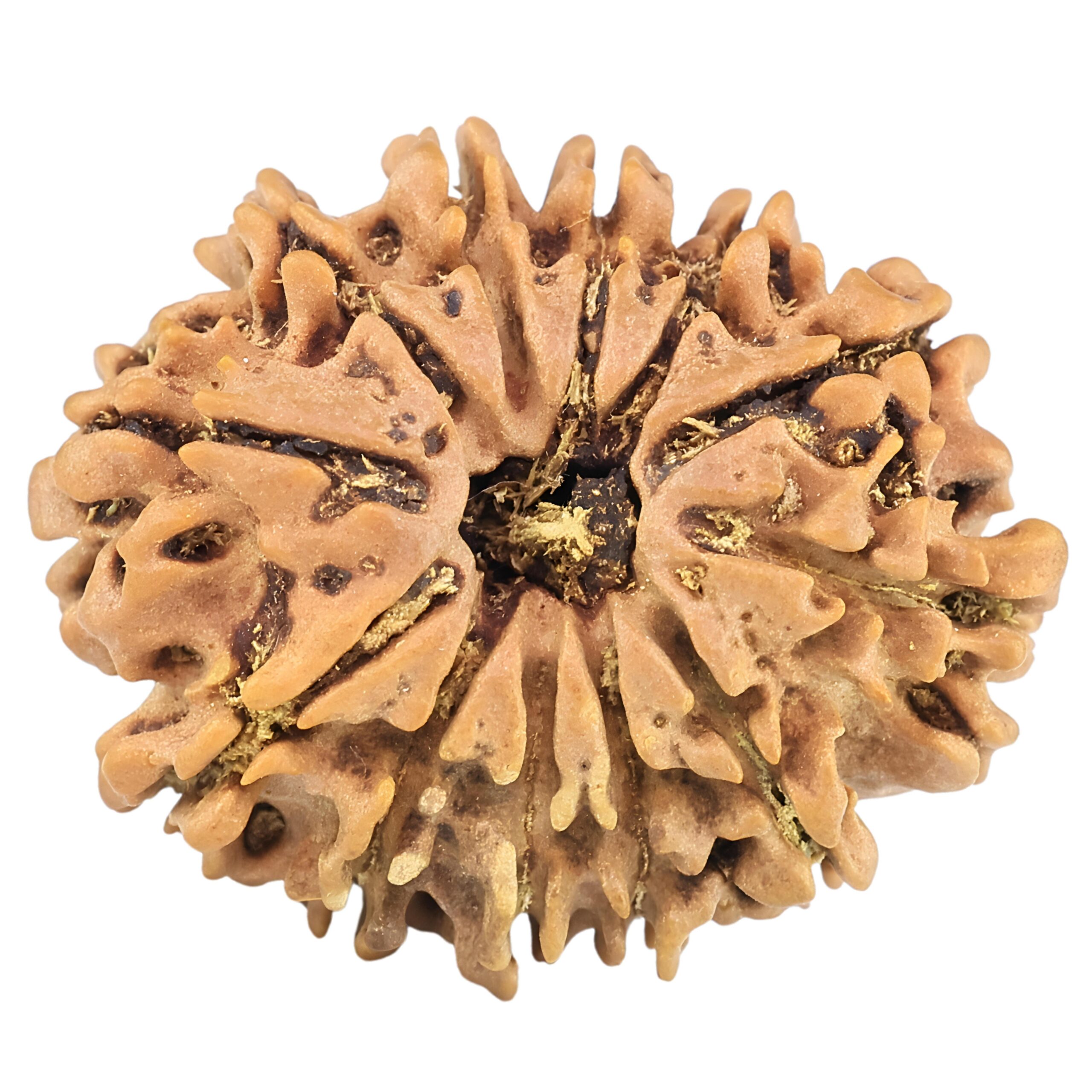 12 Mukhi Rudraksha 26.3mm 3.76gm - Rudraksha