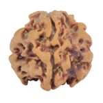 1MK(Underdeveloped) 22.8mm 3.72gm - Rudraksha