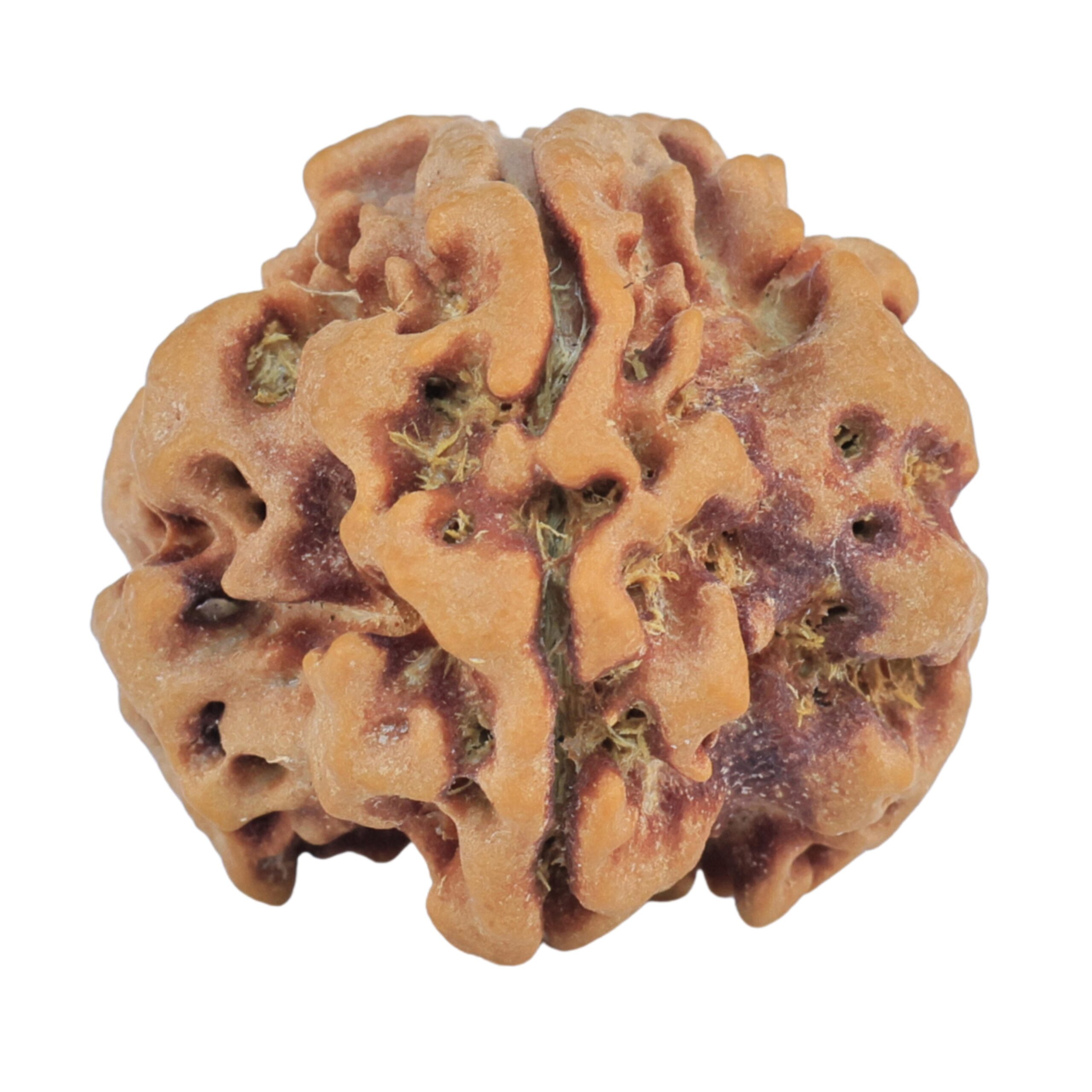 1MK(Underdeveloped) 22.8mm 3.72gm - Rudraksha