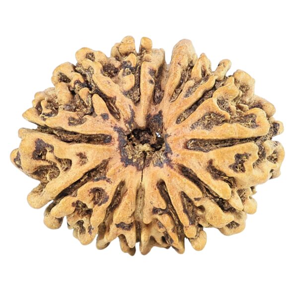 12 Mukhi Ganesh 24.7mm 2gm - Rudraksha