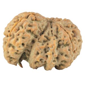 Sawar/Ganesh (6+1) 32.9mm 7.57gm - Rudraksha