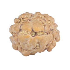 2 Mukhi Rudraksha 14.1mm 0.68gm - Rudraksha