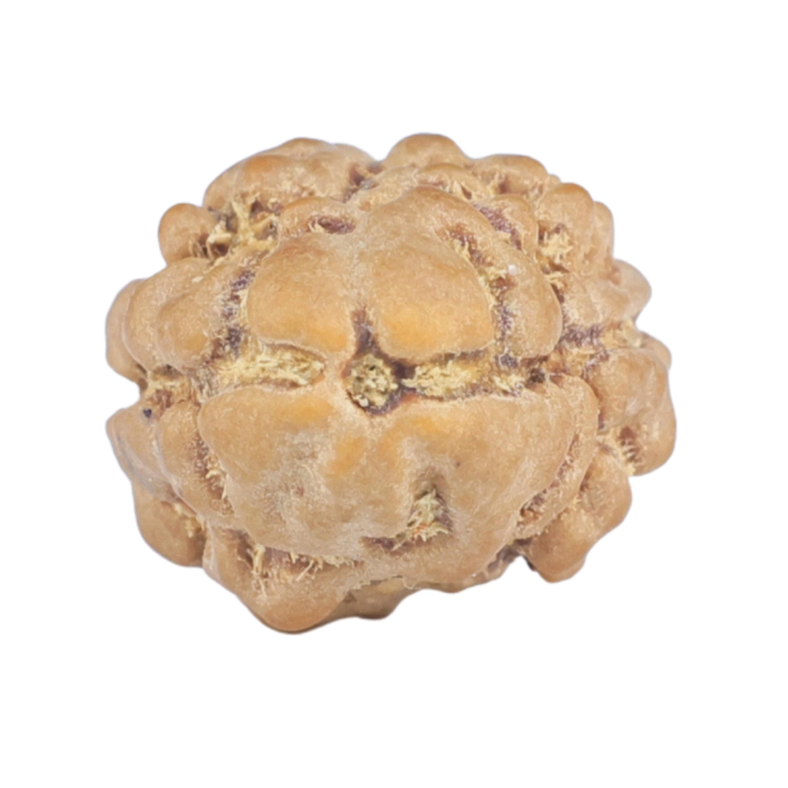 2 Mukhi Rudraksha 14.1mm 0.68gm - Rudraksha