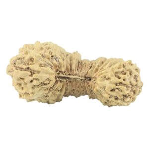 34 Mukhi Rudraksha 26.1mm 1gm - Rudraksha