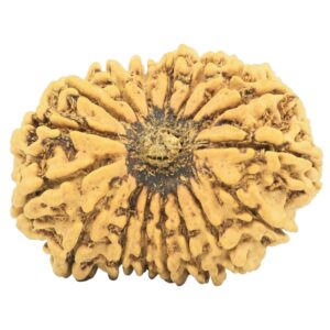 17 Mukhi Rudraksha 32.6mm 5gm - Rudraksha