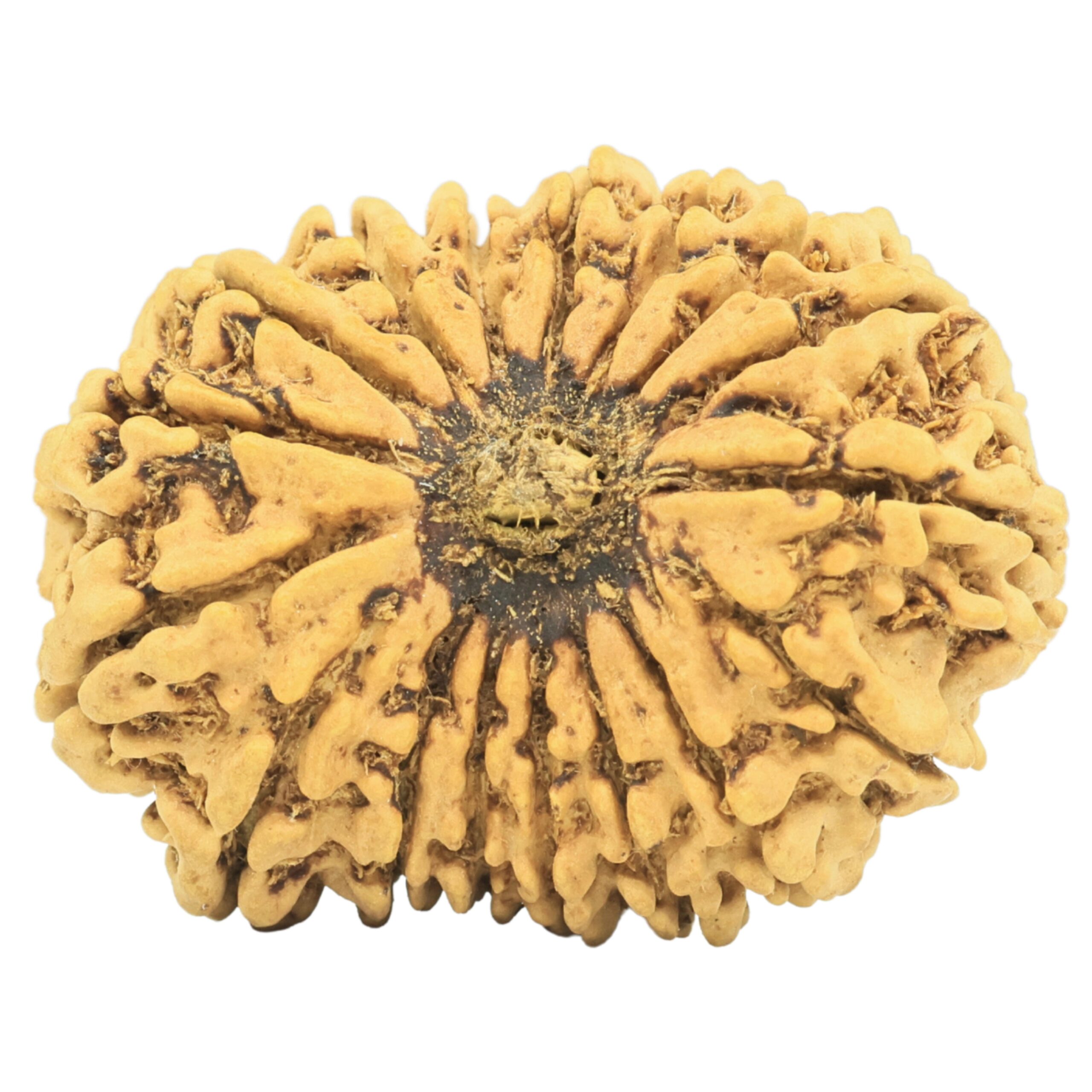 17 Mukhi Rudraksha 32.6mm 5gm - Rudraksha