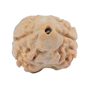 2 Mukhi Rudraksha 18.6mm 1.34gm - Rudraksha