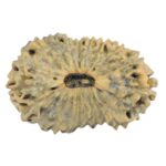 21 Mukhi Rudraksha 21.4mm 1gm - Rudraksha
