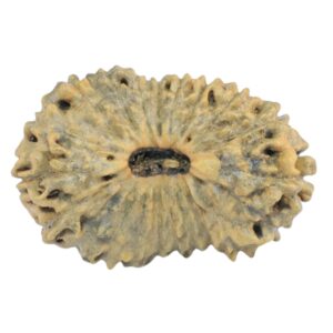 21 Mukhi Rudraksha 21.4mm 1gm - Rudraksha