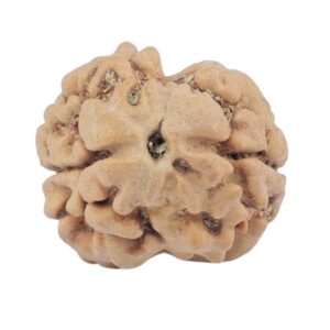 2 Mukhi Rudraksha 20.6mm 2gm - Rudraksha