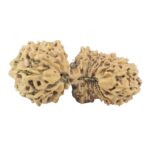 23 Mukhi Gaurishankar 23.3mm 1.53gm - Rudraksha