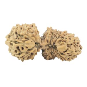 23 Mukhi Gaurishankar 23.3mm 1.53gm - Rudraksha