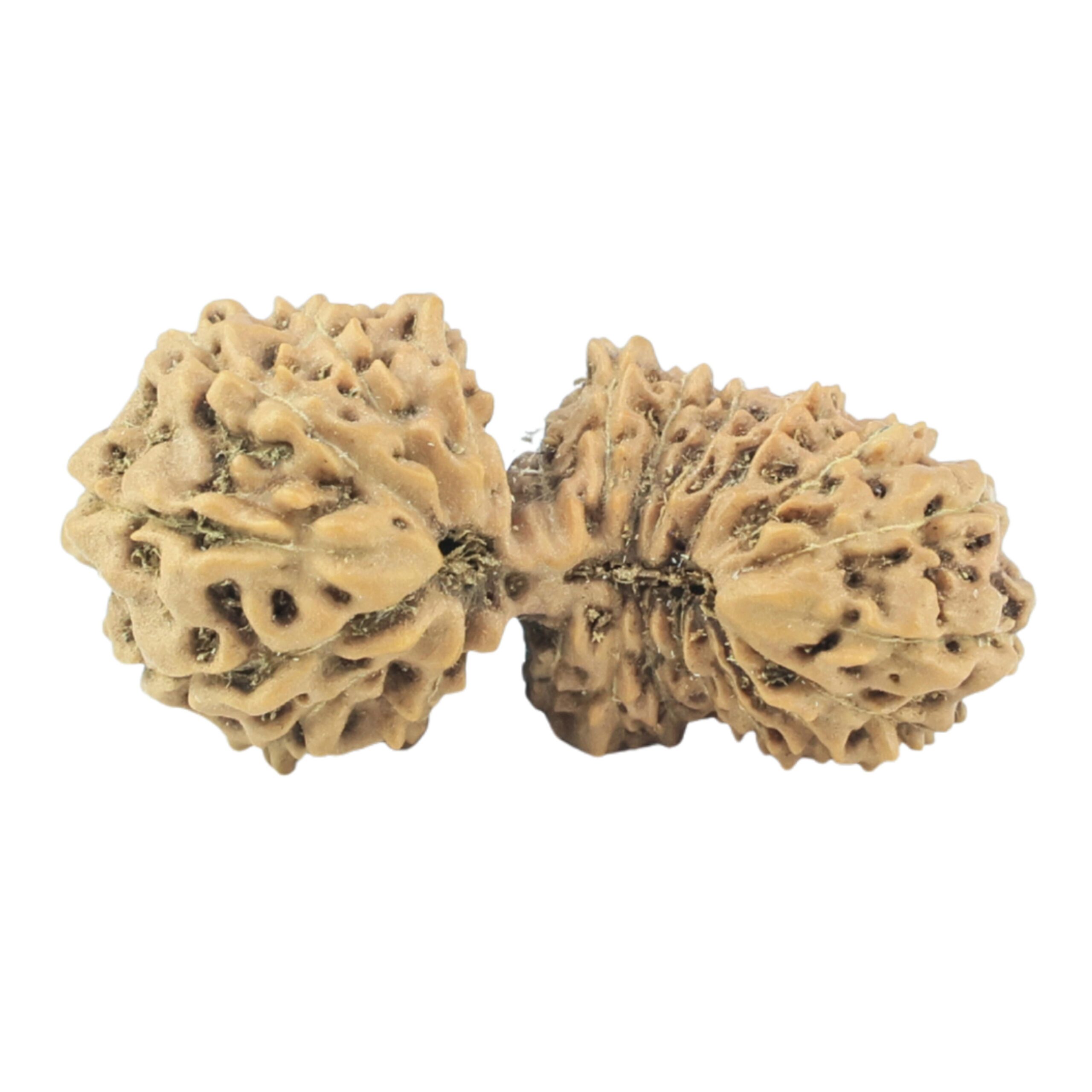 23 Mukhi Gaurishankar 23.3mm 1.53gm - Rudraksha