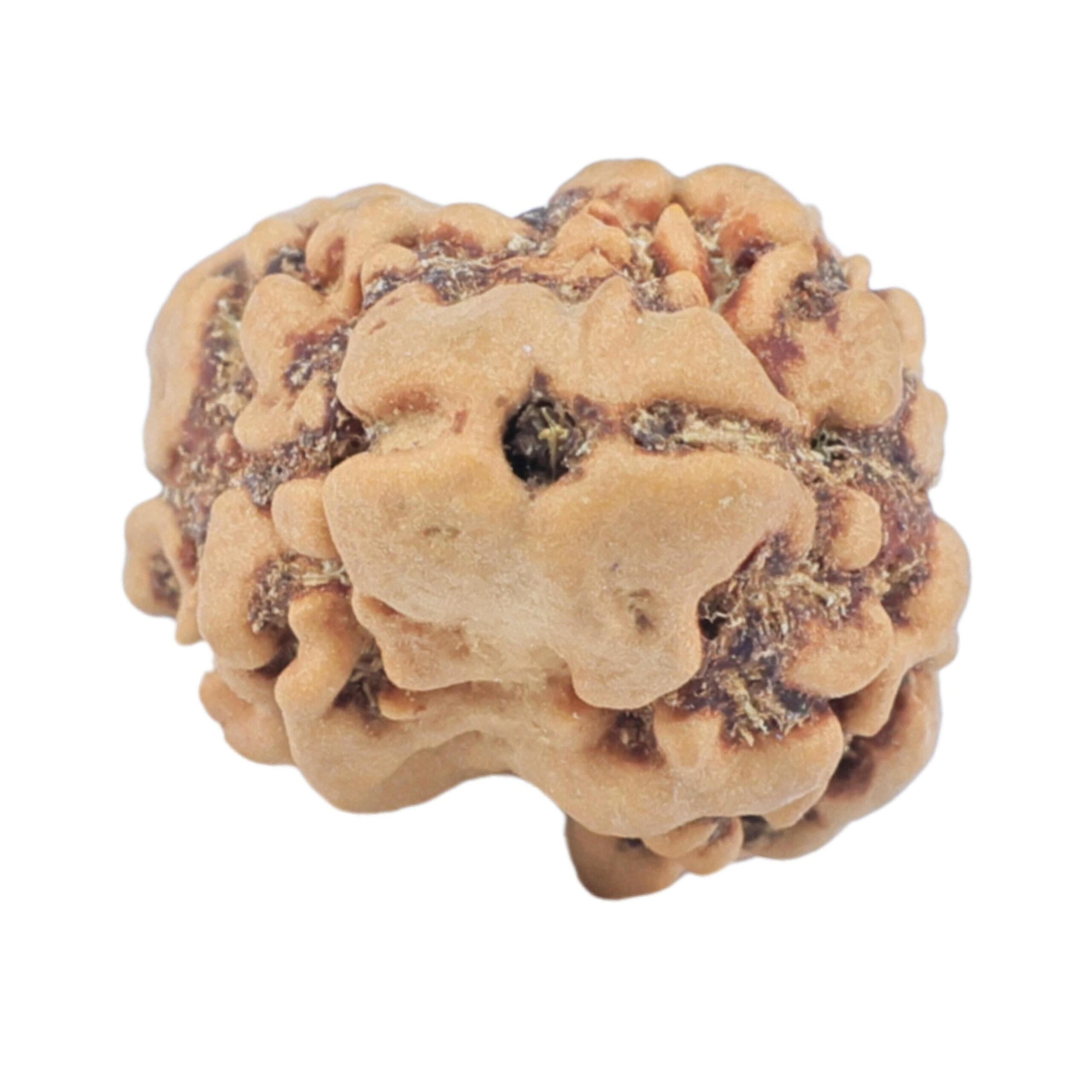 2 Mukhi Rudraksha 22.2mm 1.76gm - Rudraksha