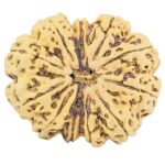 11 Mukhi Rudraksha 37.8mm 10.41gm - Rudraksha