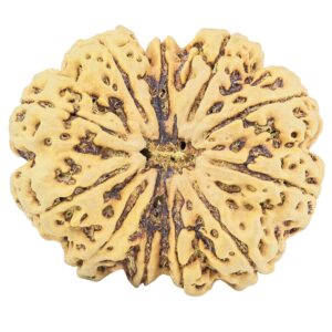 11 Mukhi Rudraksha 37.8mm 10.41gm - Rudraksha