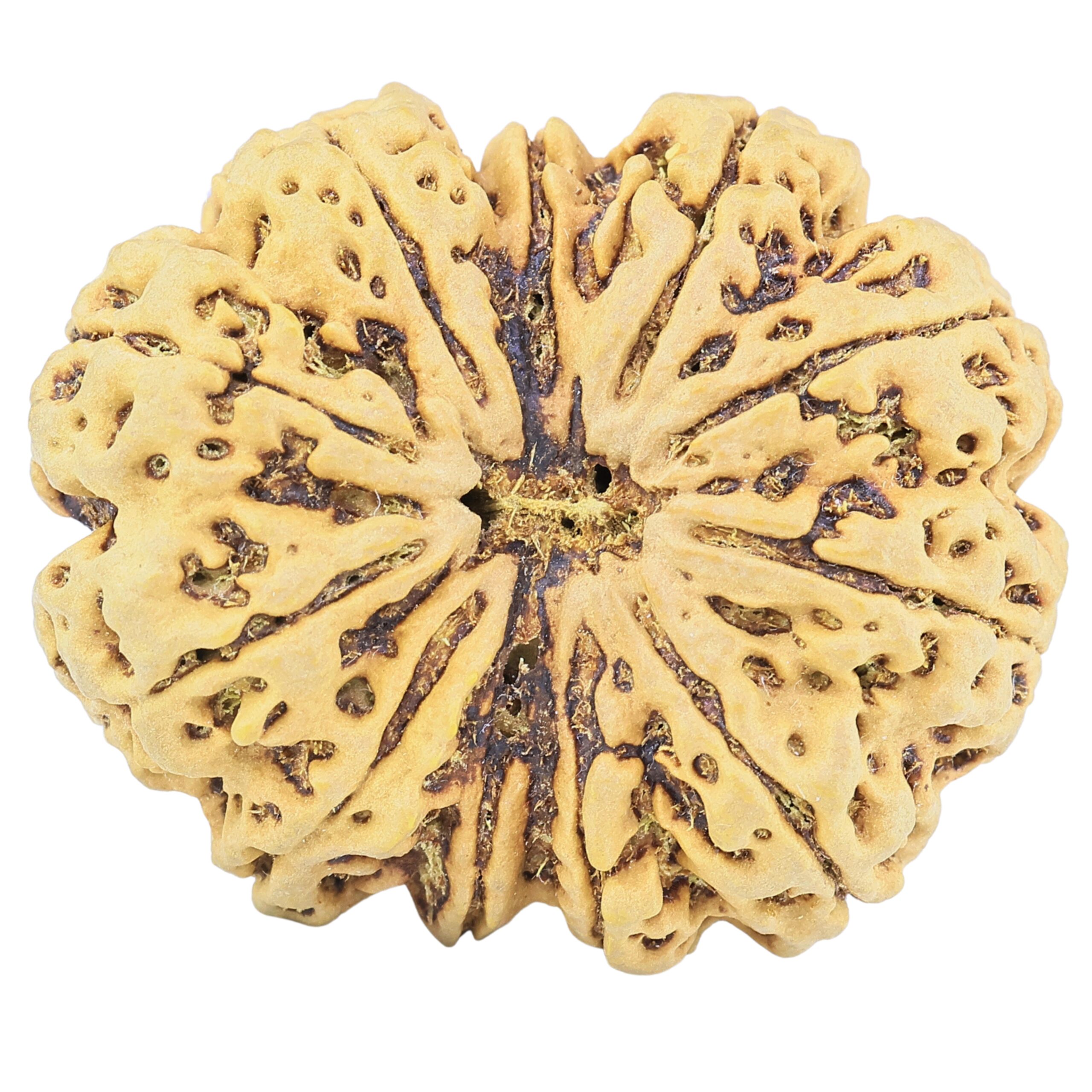 11 Mukhi Rudraksha 37.8mm 10.41gm - Rudraksha