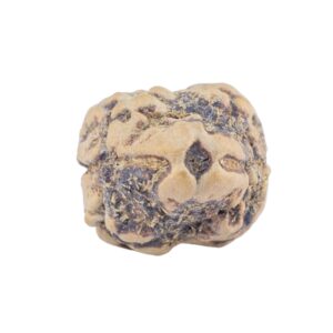 2 Mukhi Rudraksha 22.7mm 1.84gm - Rudraksha