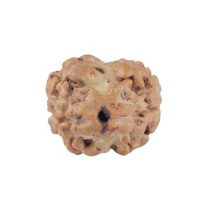 2 Mukhi Rudraksha 20.2mm 1.74gm - Rudraksha