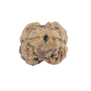 2 Mukhi Rudraksha 21.7mm 1.58gm - Rudraksha