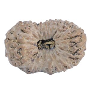 15 Mukhi Rudraksha 22.8mm 2.23gm - Rudraksha