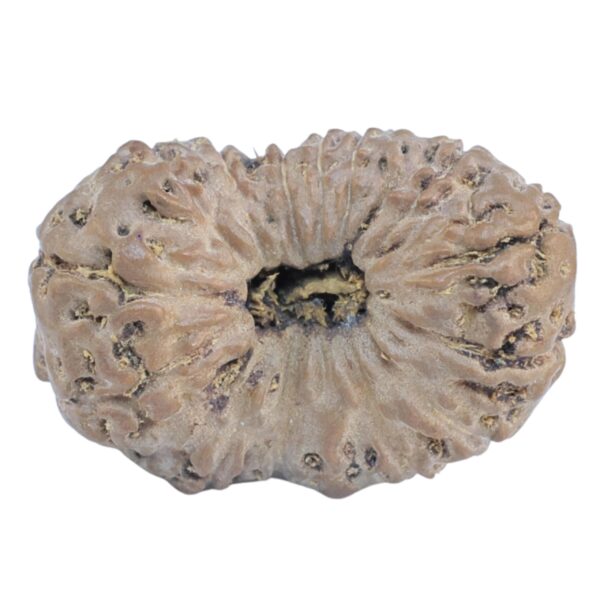 15 Mukhi Rudraksha 22.8mm 2.23gm - Rudraksha